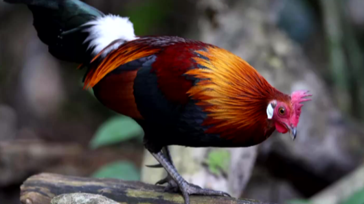 家鸡的祖先长啥样？镜头揭秘红原鸡野外生活画面