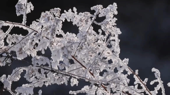 冬日皮肤变得毛茸茸！太行山雾凇美如水墨画