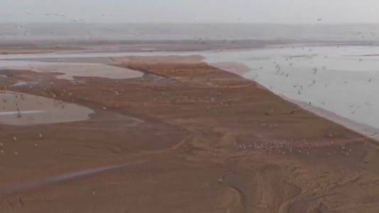 开封兰考：黄河滩涂湿地 群鹤翩跹绘冬韵