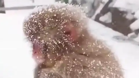 雪山中偶遇幼时“孙悟空”，网友：菩提老祖初遇爱徒或是如此