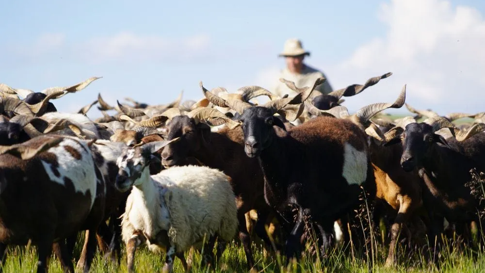 猪牛羊可以用来贷款了？