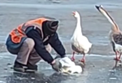 大鹅在湖面上被冻住 环卫工人帮其去毛脱困