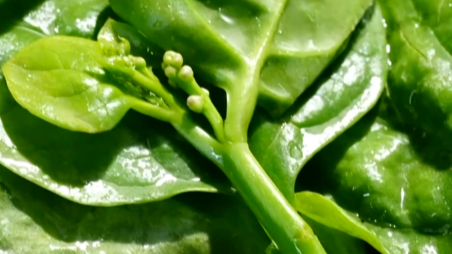 稳血糖、降血脂，钙含量比牛奶还高！这种蔬菜，推荐你常吃