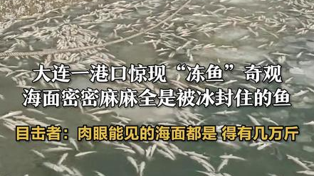 大连一港口惊现“冻鱼”奇观，海面密密麻麻全是被冰封住的鱼