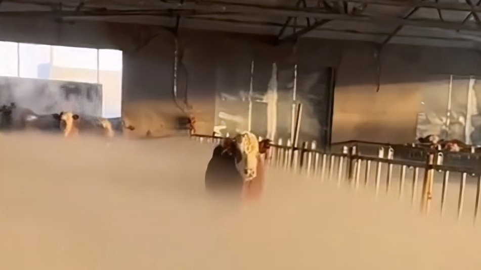 内蒙古气温零下30℃，牛棚一开仿佛“凌霄宝殿”