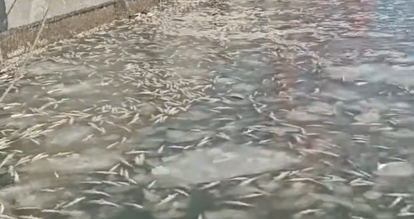 震撼！大连一港口几万斤鱼被冰封冻死