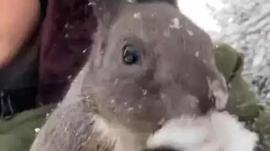 小松鼠为了坚果卖力啃雪，网友：板牙儿冰冰凉