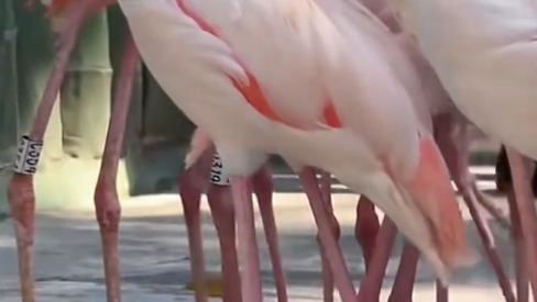 气温骤降火烈鸟冷到抖腿，网友：记得穿秋裤