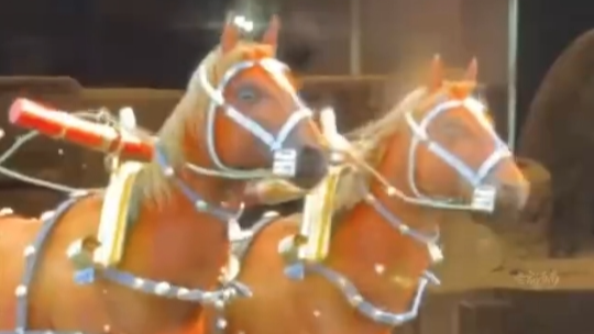 丙午马年即将到来，咱河南藏了不少“马”