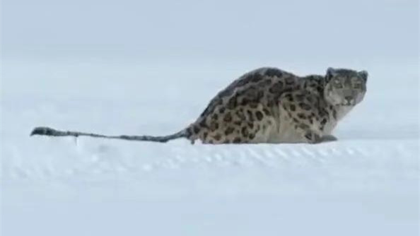 新疆游客被雪豹咬伤详情披露：游客下车靠近试图拍照被雪豹咬