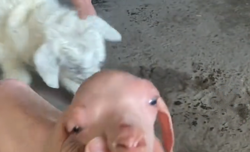 羊妈妈生下罕见双胞胎，一只穿着“羊毛衫”一只完全无毛