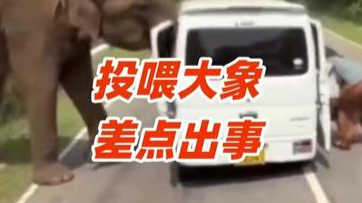游客在斯里兰卡投喂大象，结果整辆车差点被掀翻