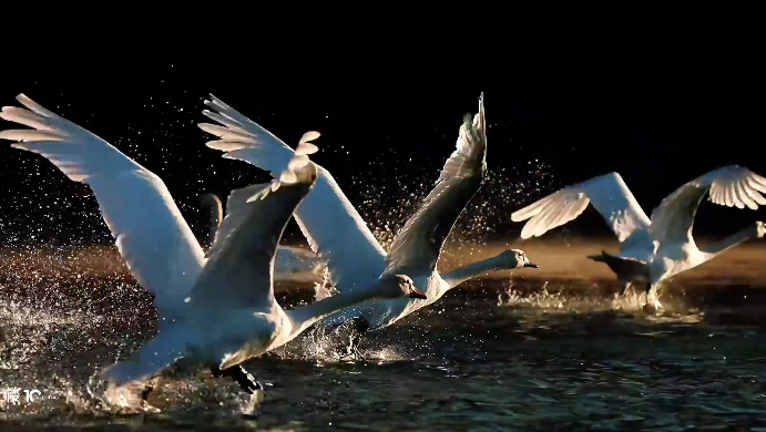 天鹅水面上演凌波微步