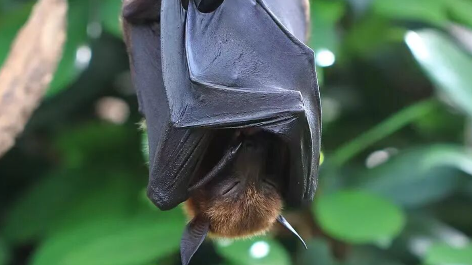 印度尼帕病毒暴发！远离这种病，千万不要碰路边摊的这类东西