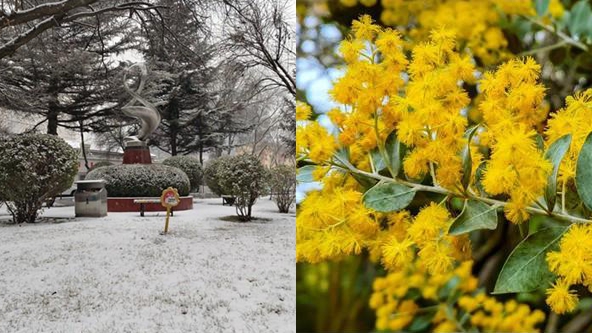 冷暖两重天 北方落雪南方赏花