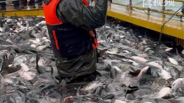 洛阳陆浑水库46斤头鱼拍出9.99万元