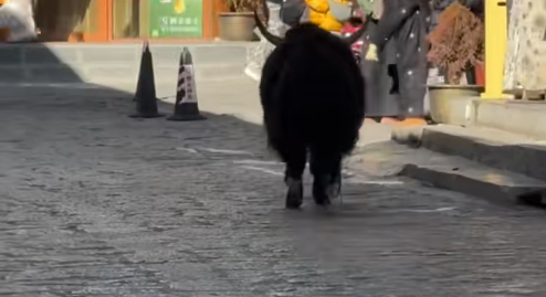 男子景区被狂奔牦牛顶翻 景区：开放式景区 无门票和保险