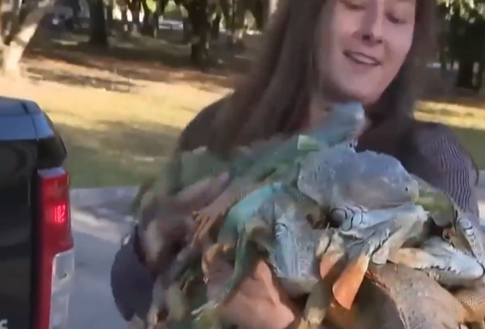 美国佛罗里达再现“天降蜥蜴”！寒流来袭蜥蜴“冻僵”摔下树