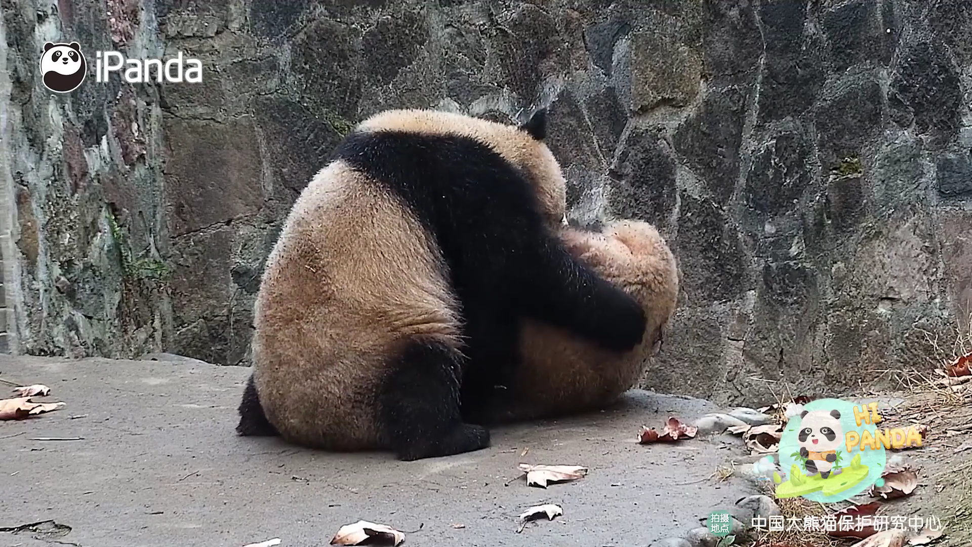 四川熊猫rua同伴像揉软糯汤圆