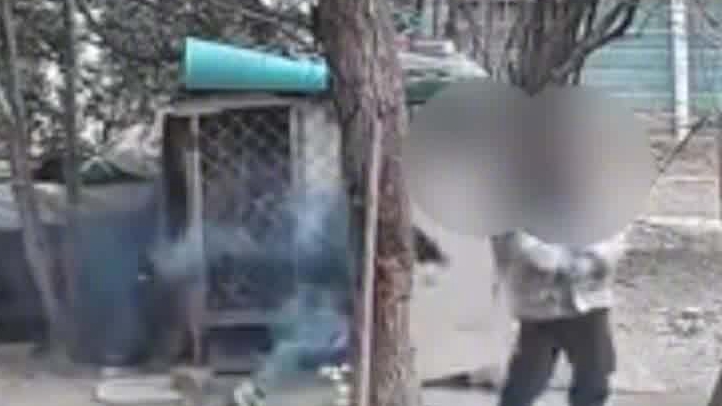 两男孩玩火点燃狗笼后萨摩耶被烧死，主人发声：不接受私了