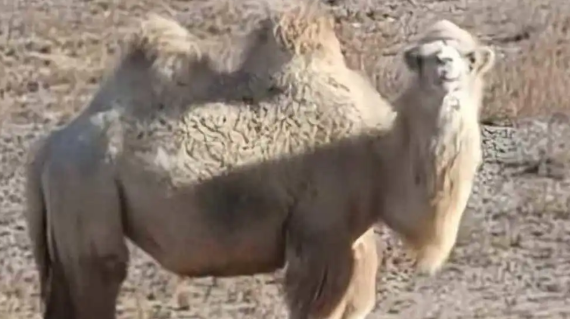 包头牧民称22头骆驼被狼咬死