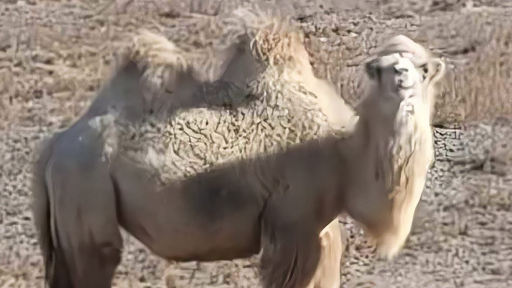 包头牧民称22头骆驼被狼咬死：多次向当地反映，未得到解决