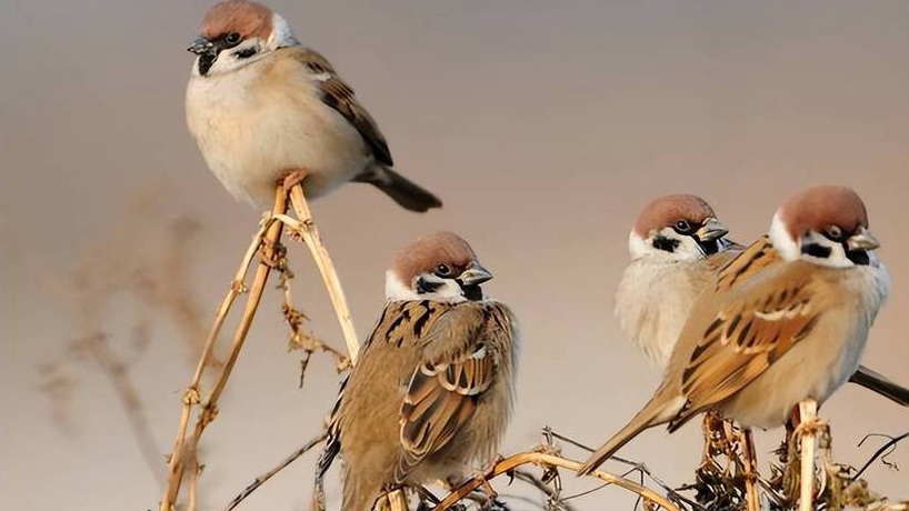 北京大爷捕42只麻雀被刑拘：想给孙女放生几只，剩下的吃肉