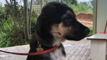 11个月大搜救犬被人偷走杀害售卖 救援队：培养成本超1万