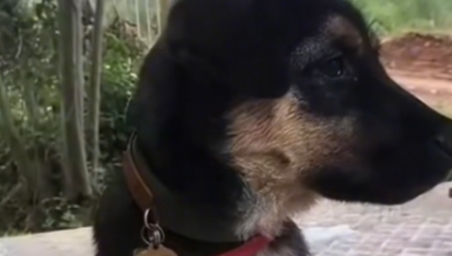 四川一救援队搜救犬被盗走杀害售卖，负责人：它曾搜救过两人