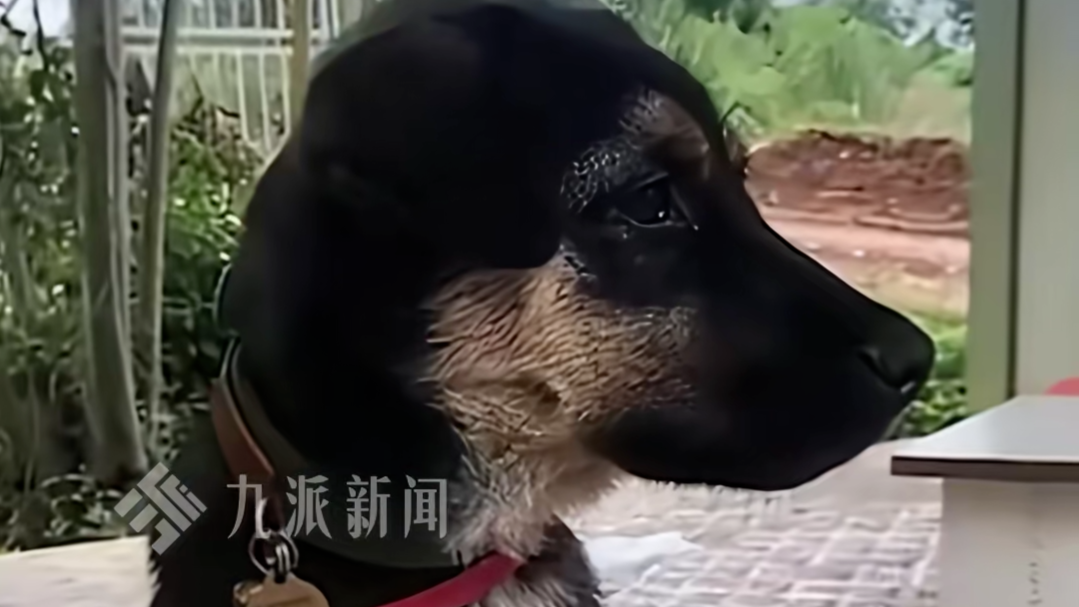 搜救犬黑崽被狗贩子偷走打死，救援队负责人：曾参与多次搜救