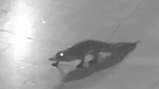 酒店鳄鱼爬出鱼缸四处溜达，经过四个多小时爬到二楼