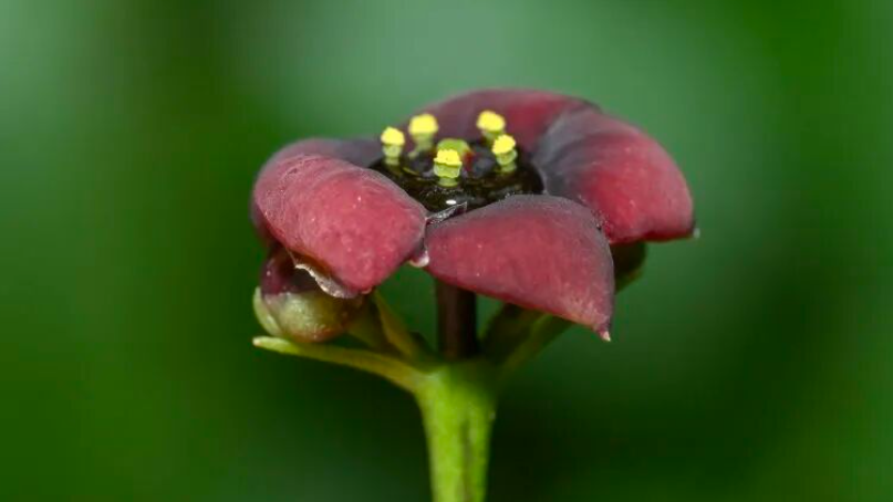“茅台卫矛”，被发现！