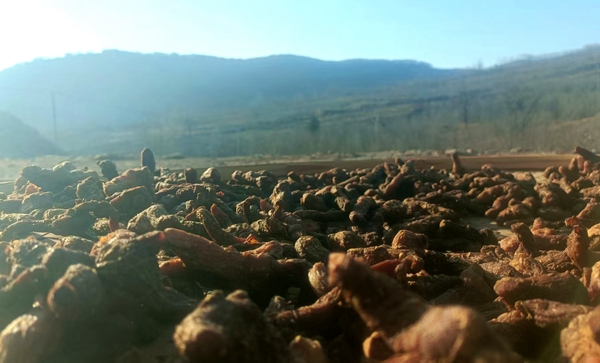 九蒸九晒出“精”品  汝州古法黄精的乡村振兴路