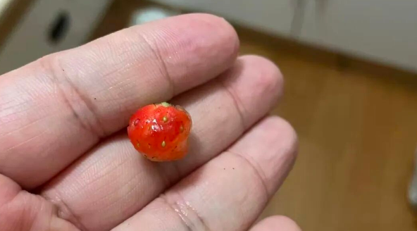 第一批种草莓“抱头痛哭”的，已经出现了……