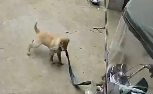 狗狗挨揍后拉三轮车去撞自家汽车