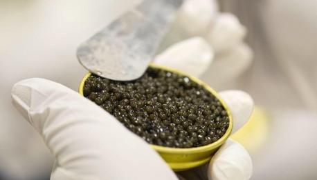 法式鱼子酱如何变成“中国造”