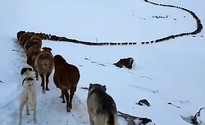 两只牧羊犬把四百余只羊管出满分纪律，主人轻松坐镇