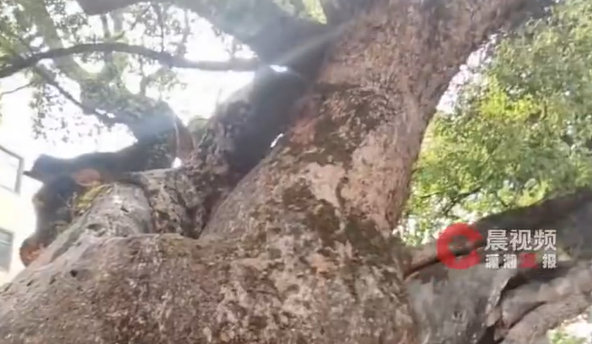 千年古树燃烧近10小时后还活着，当地回应：仍有救治希望