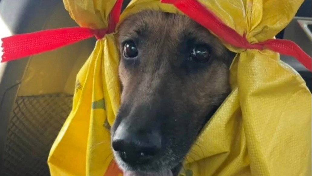 第一批回家过年的狗狗上演春运版“狗在囧途”