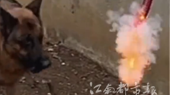 为欢迎爸爸回家，弟弟忽悠狗狗点鞭炮