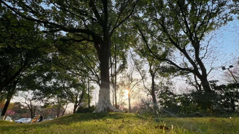 晚上光照多的人，死亡风险更高！白天爱晒太阳的人赚到了