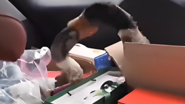 两只年货鸭子在后备箱打起来了，网友：你的啤酒鸭在打盐水鸭