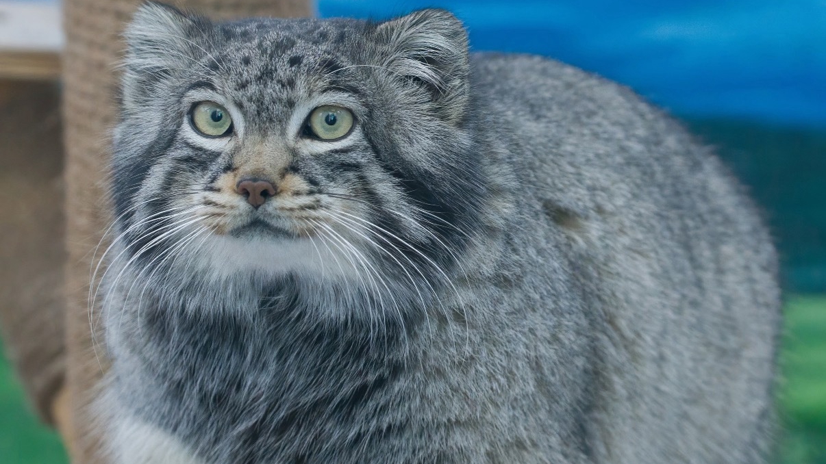 网红兔狲狲三郎死亡，西宁野生动物园：急性感染致器官衰竭