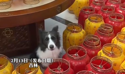 主人回应边牧凌晨下单100多个灯笼