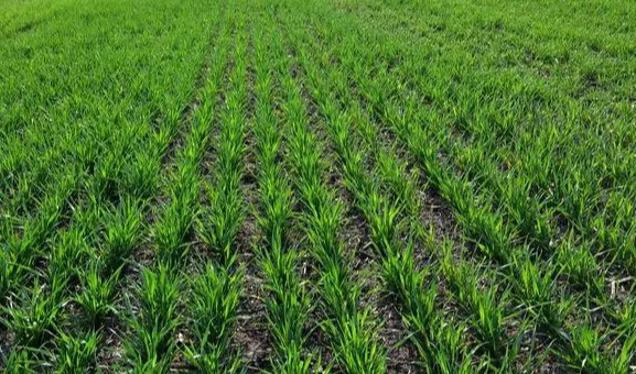 中央财政统筹安排12.5亿元支持冬小麦促弱转壮