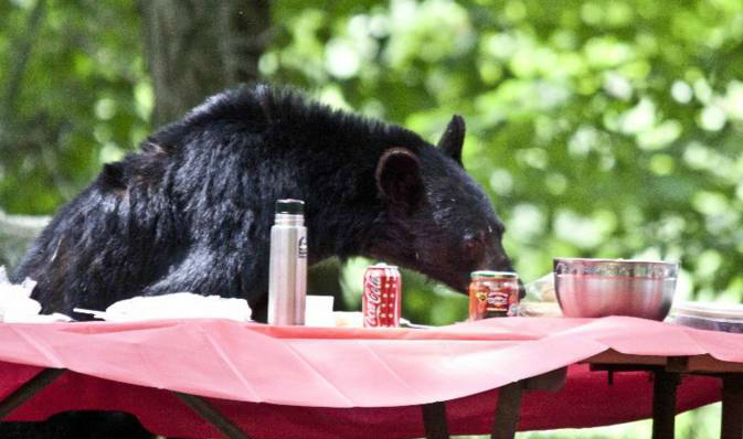 饭店遭两只熊砸门“拜年” 店主回应：已回家过年，店里没人