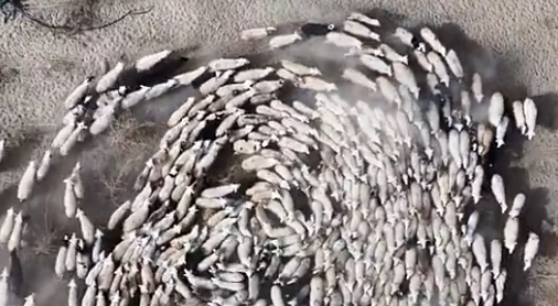 牧羊犬独自看管2000只羊