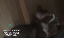 女子花8800元寻猫 猫没离开房间