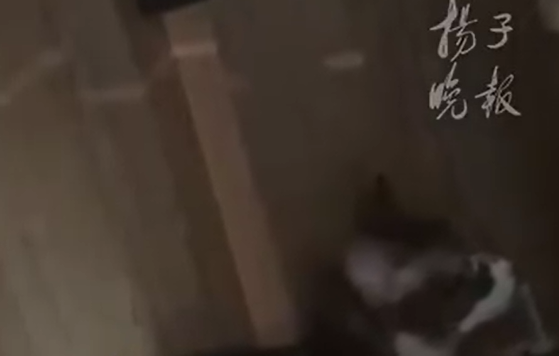 女子花8800寻猫，发现没丢想退款遭拒