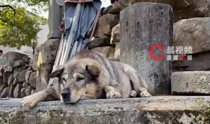 被称为现实版“忠犬八公”，17岁网红狗疑出现身体问题